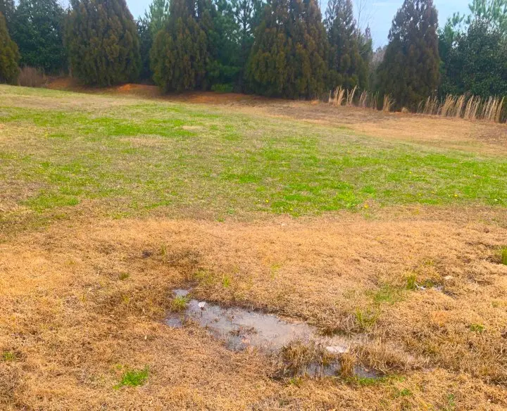 A puddle in a yard with grass growing taller around it and green grass all around